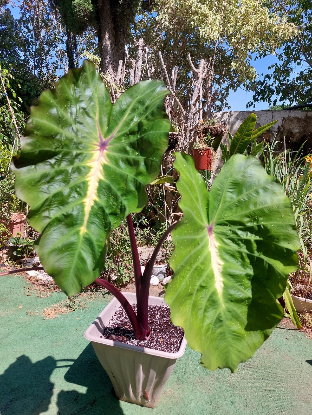 Colocasia White Lava